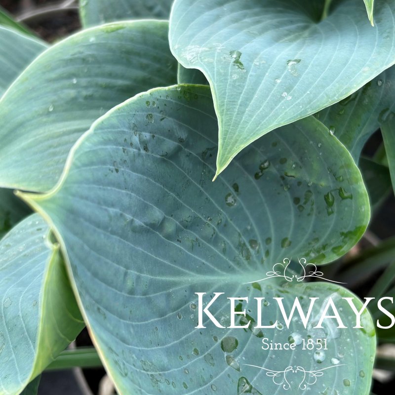 Hosta (Tardiana Group) 'Halcyon'