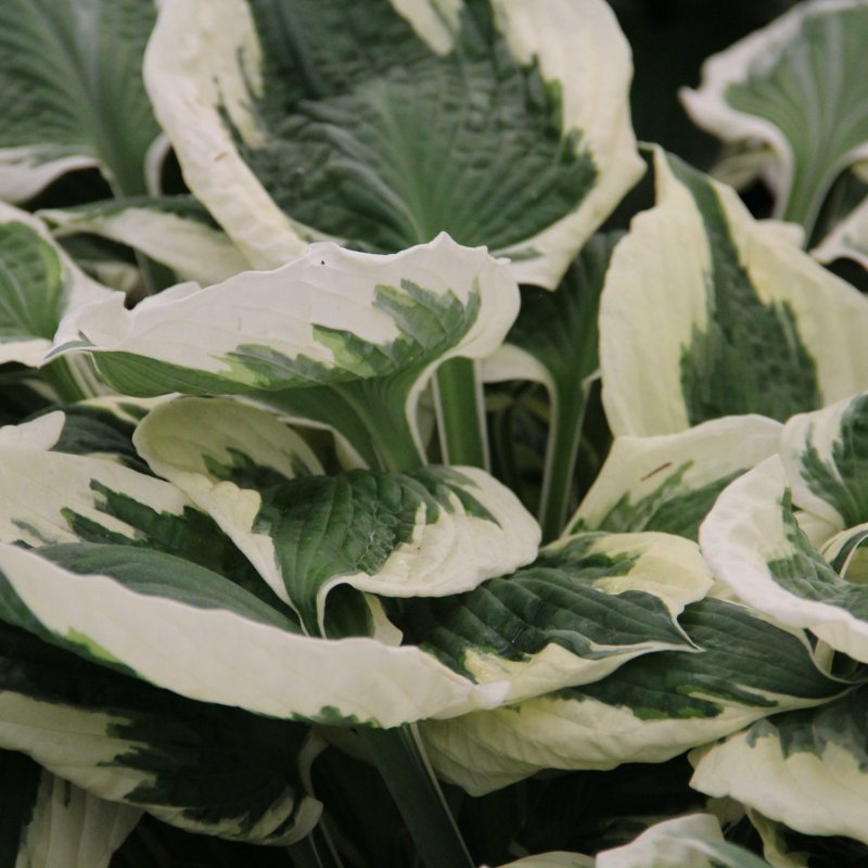 Hosta 'Patriot' (v)