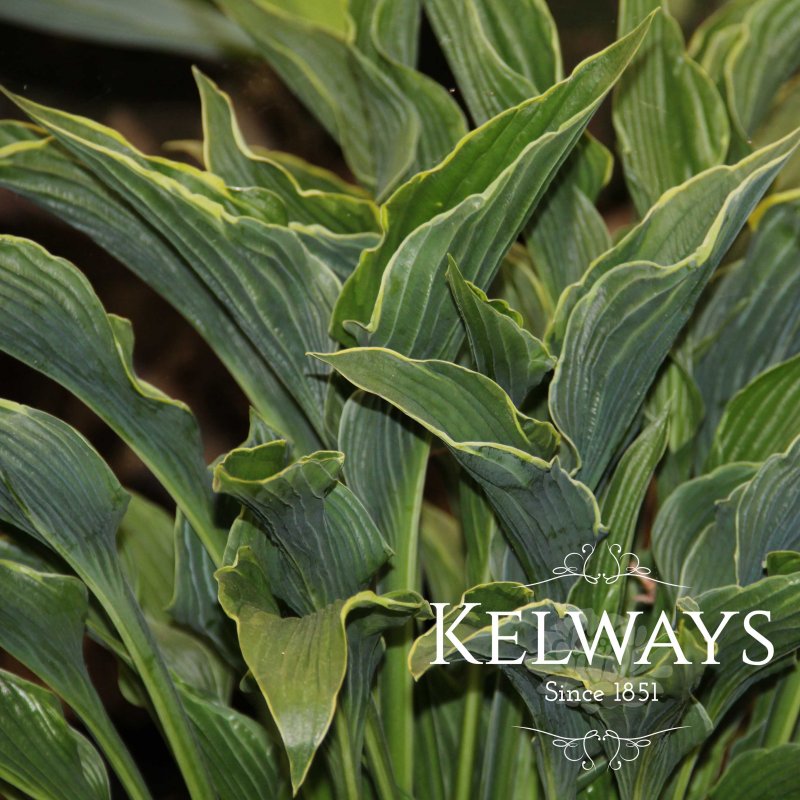 Hosta 'Praying Hands' (v)