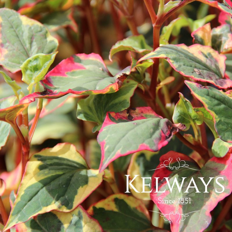 Houttuynia cordata 'Chameleon' (v)