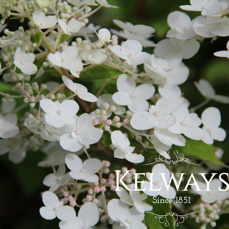 Hydrangea arborescens 'Grandiflora'