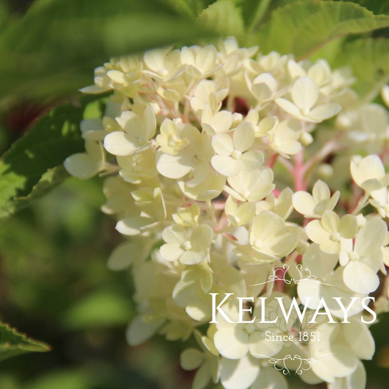 Hydrangea paniculata Vanille Fraise ('Renhy' PBR)
