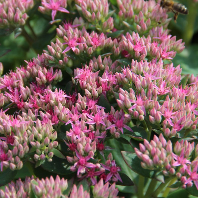 Hylotelephium 'Carl'
