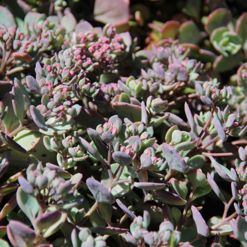 Hylotelephium cauticola 'Coca-Cola'