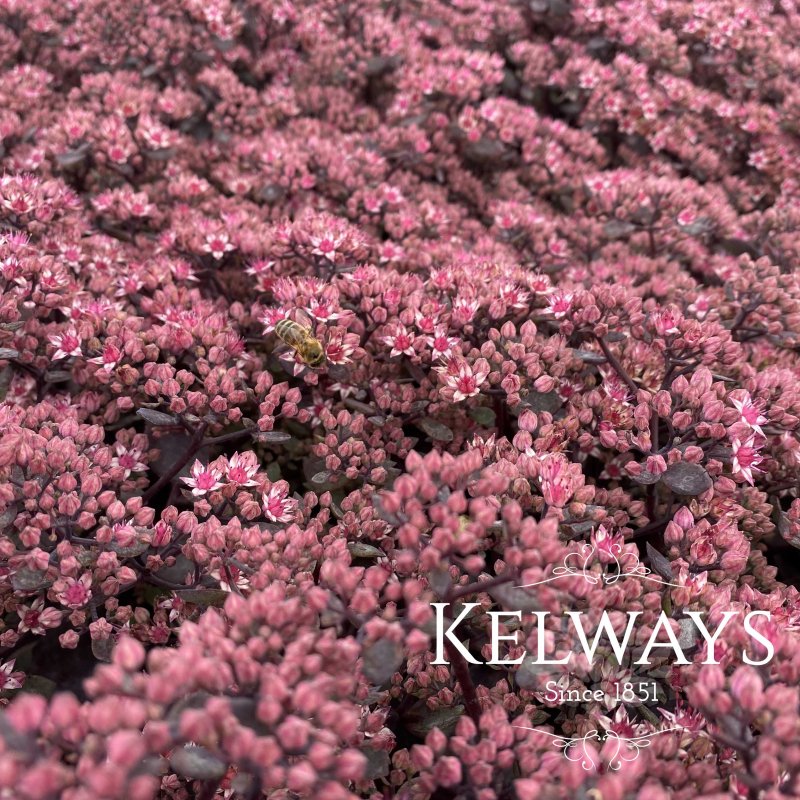 Sedum Vera Jameson