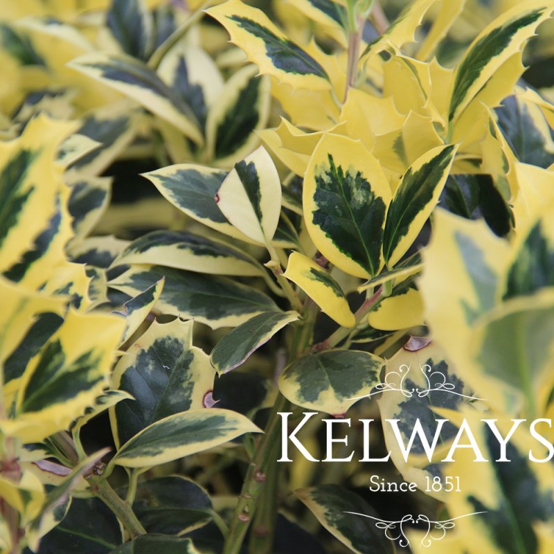 Ilex aquifolium 'Golden van Tol' (f/v)