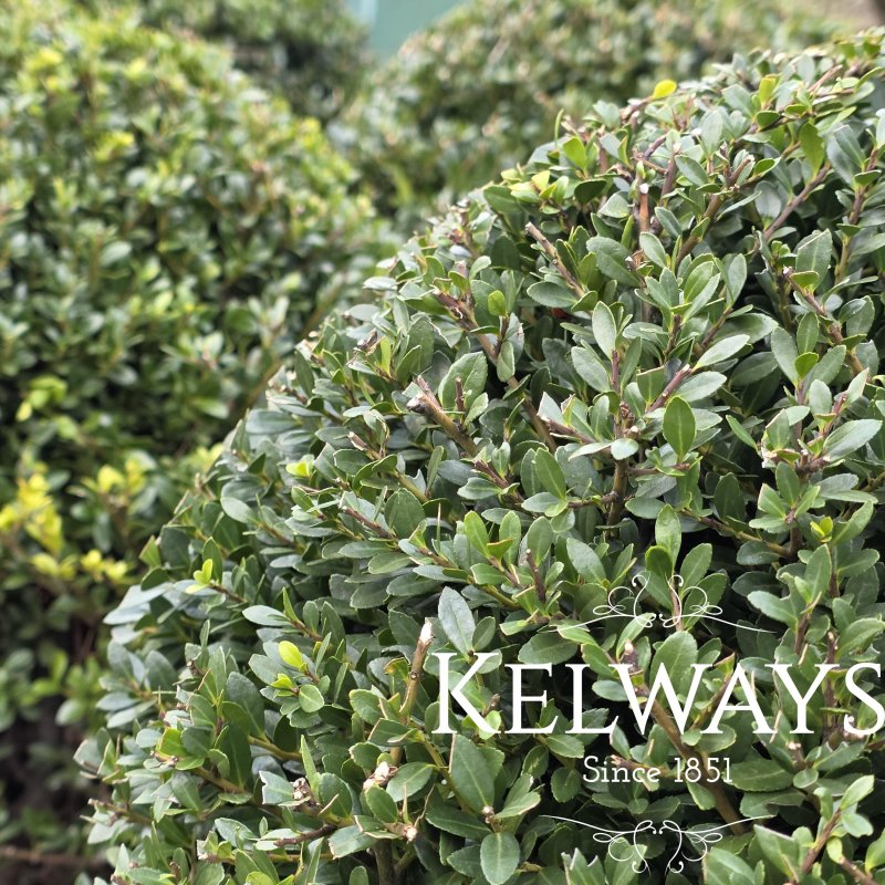 Ilex crenata Dark Green ('Icoprins11')