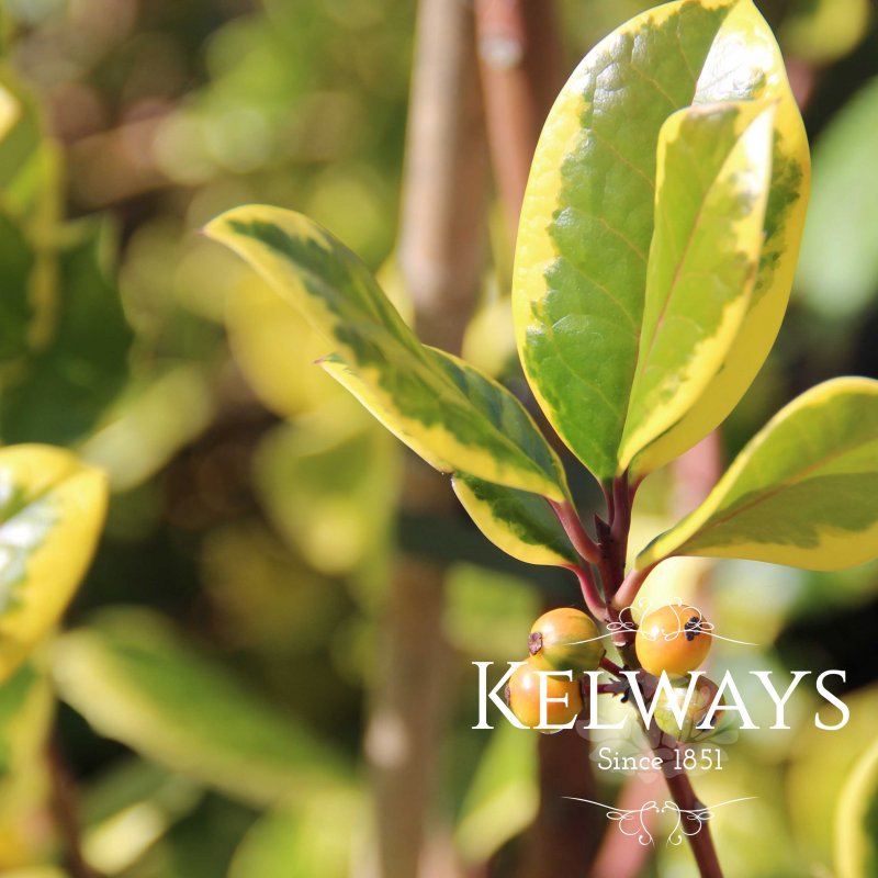 Ilex x altaclerensis 'Golden King' (f/v) (3 litre pot)