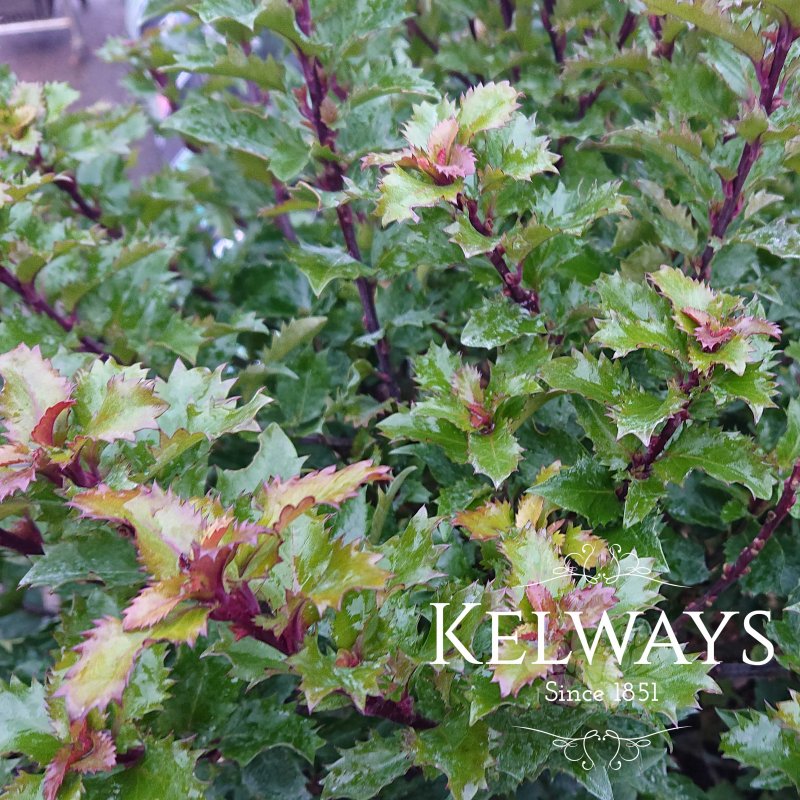 Ilex x meserveae LITTLE RASCAL ('Mondo') (m)