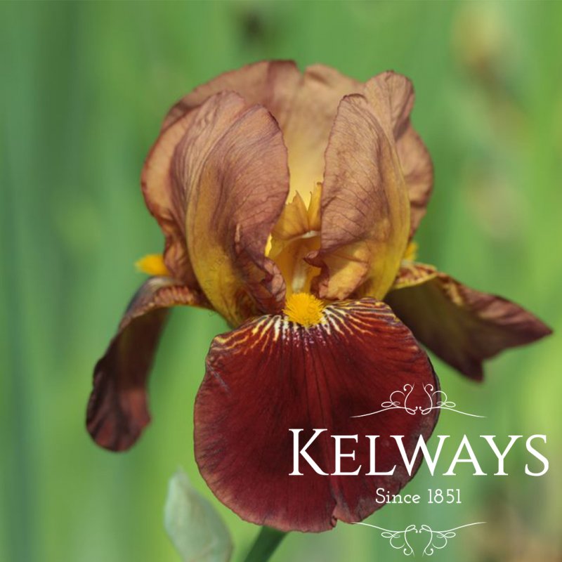 Iris 'Action Front' (TB)