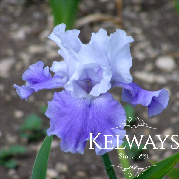 Iris 'Amadora' (TB)