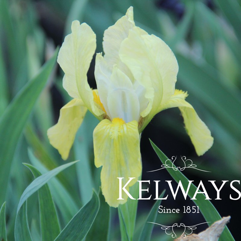 Iris 'Amber Queen' (SDB)