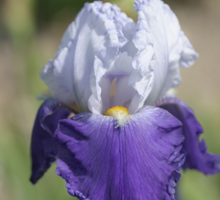 Iris 'Arpege' (TB)