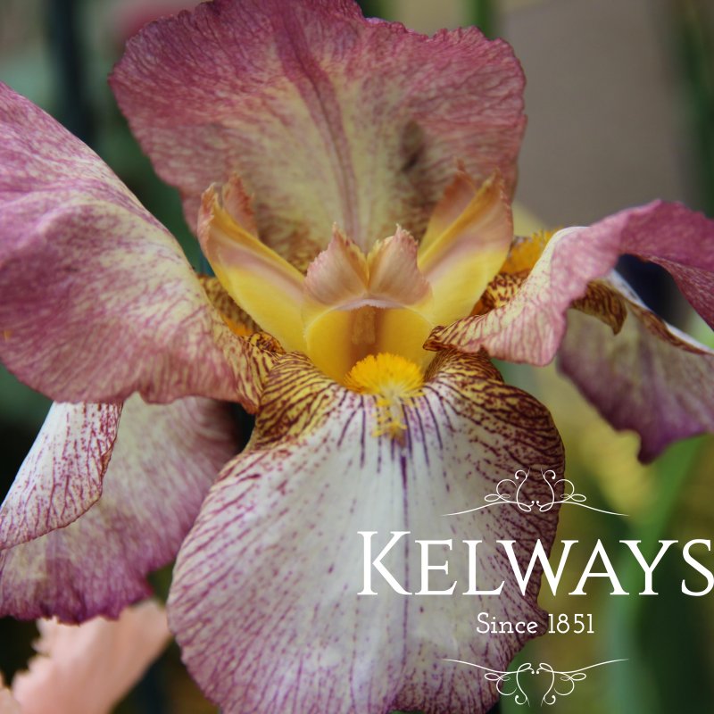 Iris 'Benton Dierdre' (TB)