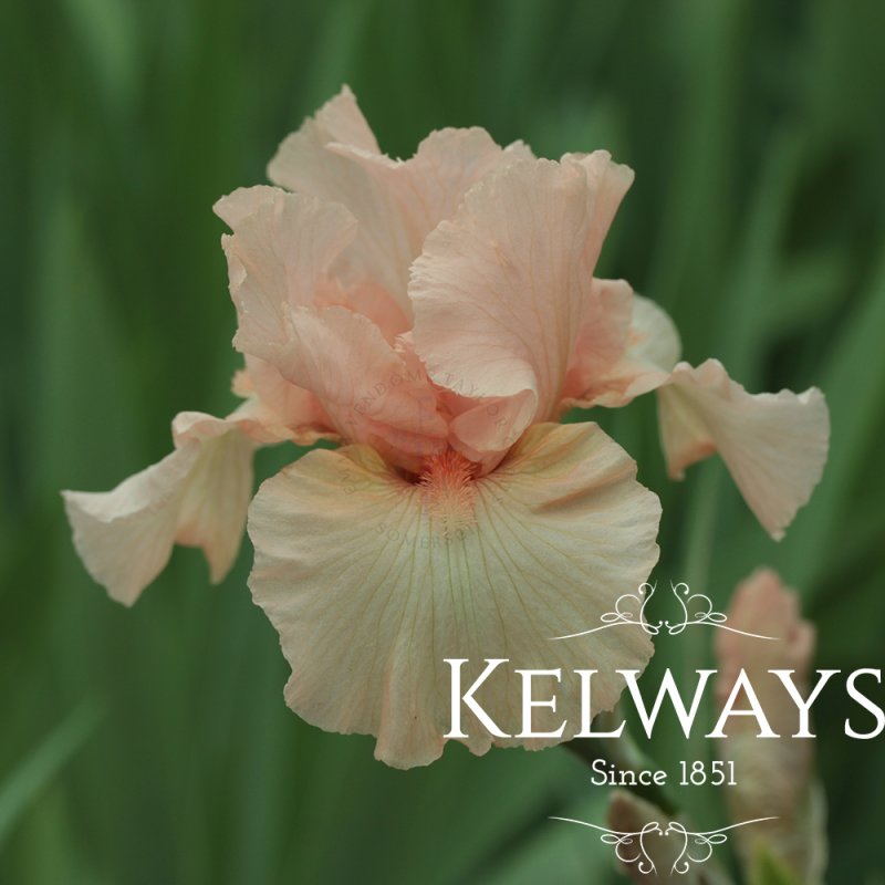 Iris 'Beverly Sills' (TB)