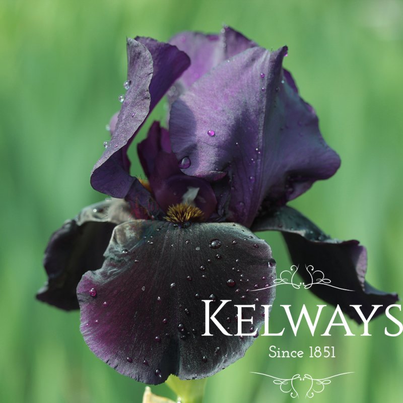 Iris 'Black Swan' (TB)