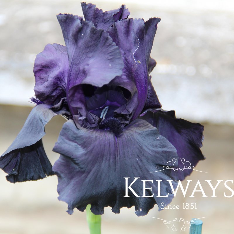 Iris 'Black Tie Affair' (TB)