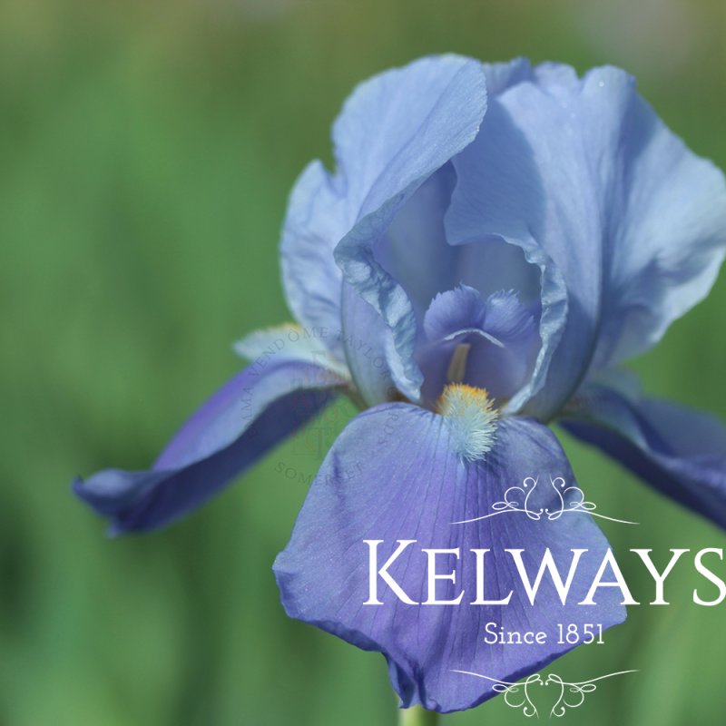 Iris 'Blue Rhythm' (TB)