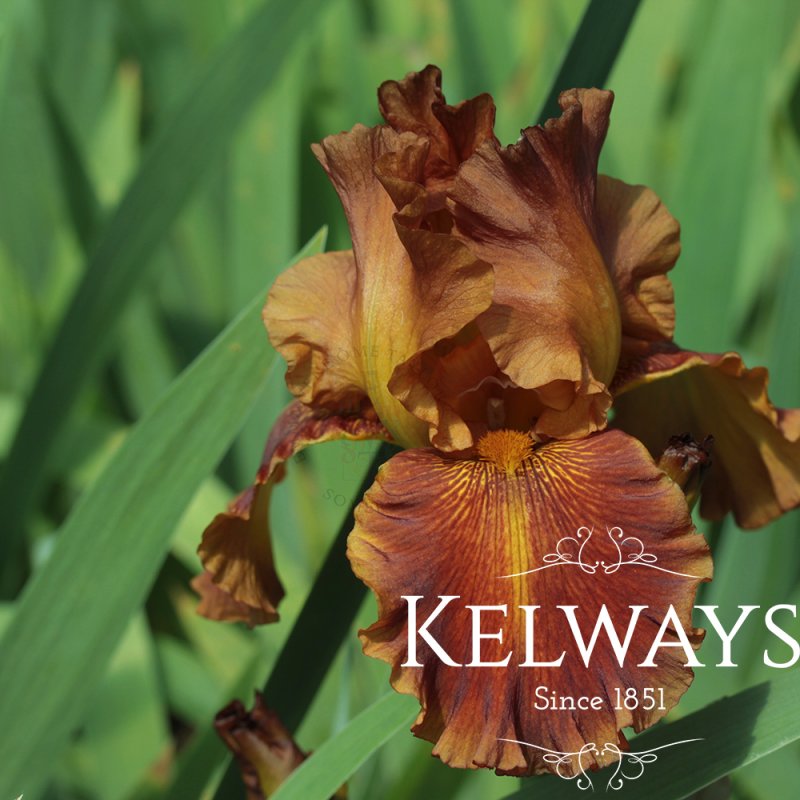 Iris 'Carnival Time' (TB) (3 litre pot)