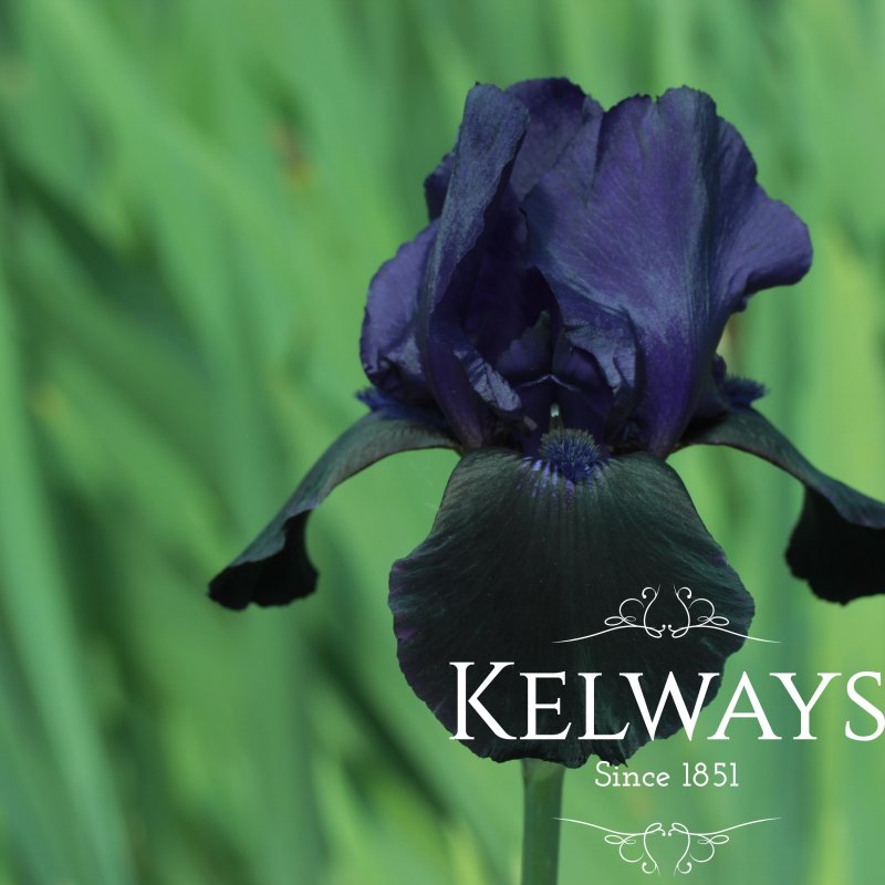 Iris 'Deep Black' (TB)