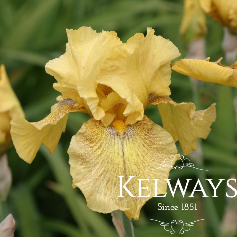 Iris 'Desert Echo' (TB)