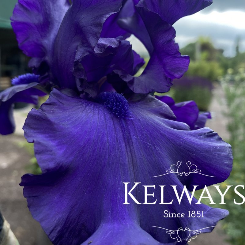 Iris 'Dusky Challenger' (TB)