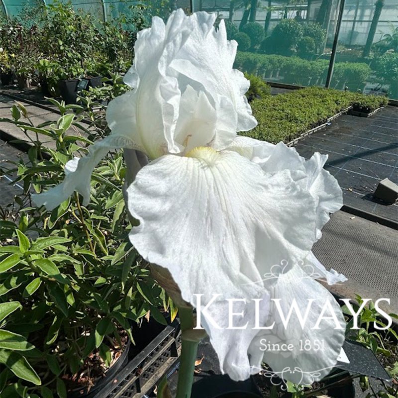 Iris 'Immortality' (TB)