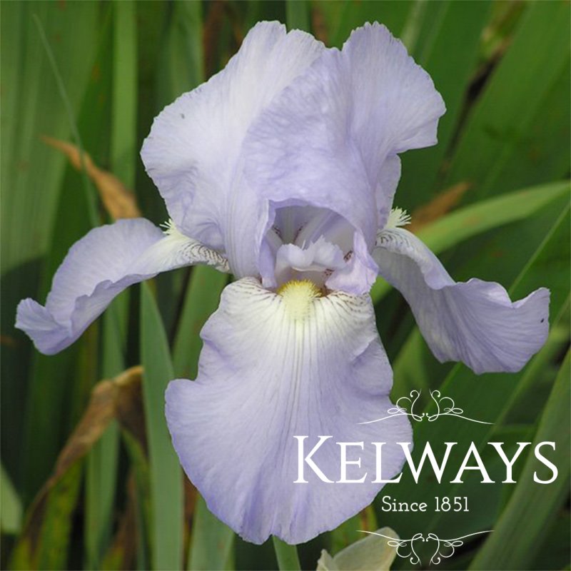 Iris 'Jane Phillips' (TB)