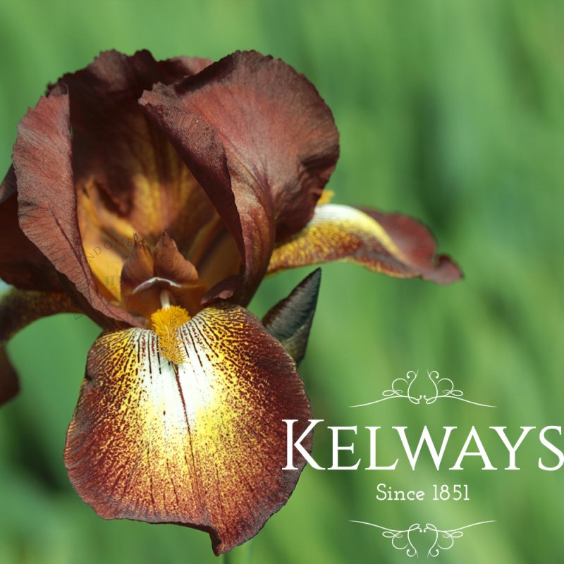 Iris 'Kent Pride' (TB)