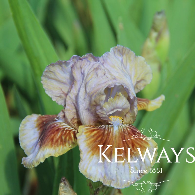 Iris 'Langport Storm' (IB)