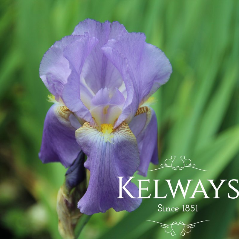 Iris 'Lovely Again' (TB)