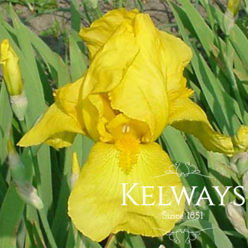 Iris 'Ola Kala' (TB) (2 litre pot)