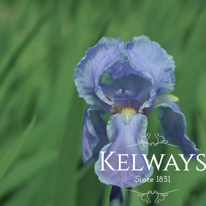 Iris pallida 'Argentea Variegata' (TB/v)