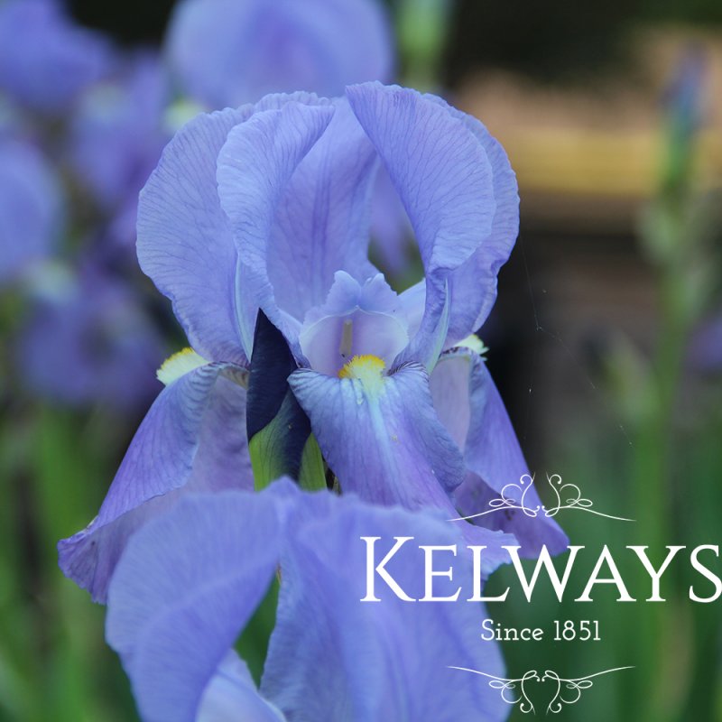 Iris pallida subsp. pallida