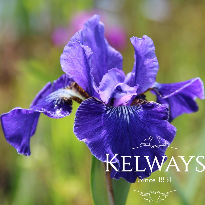 Iris 'Berlin Ruffles' (Sib)