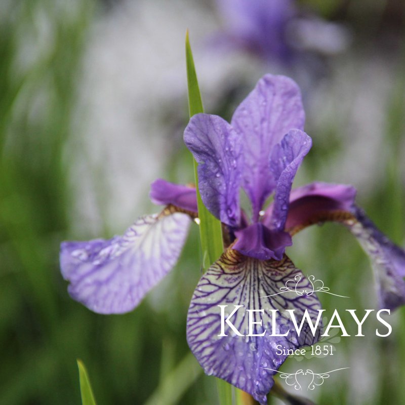 Iris 'Flight of Butterflies' (Sib)