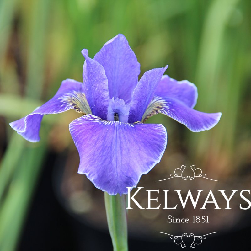 Iris 'Silver Edge' (Sib)