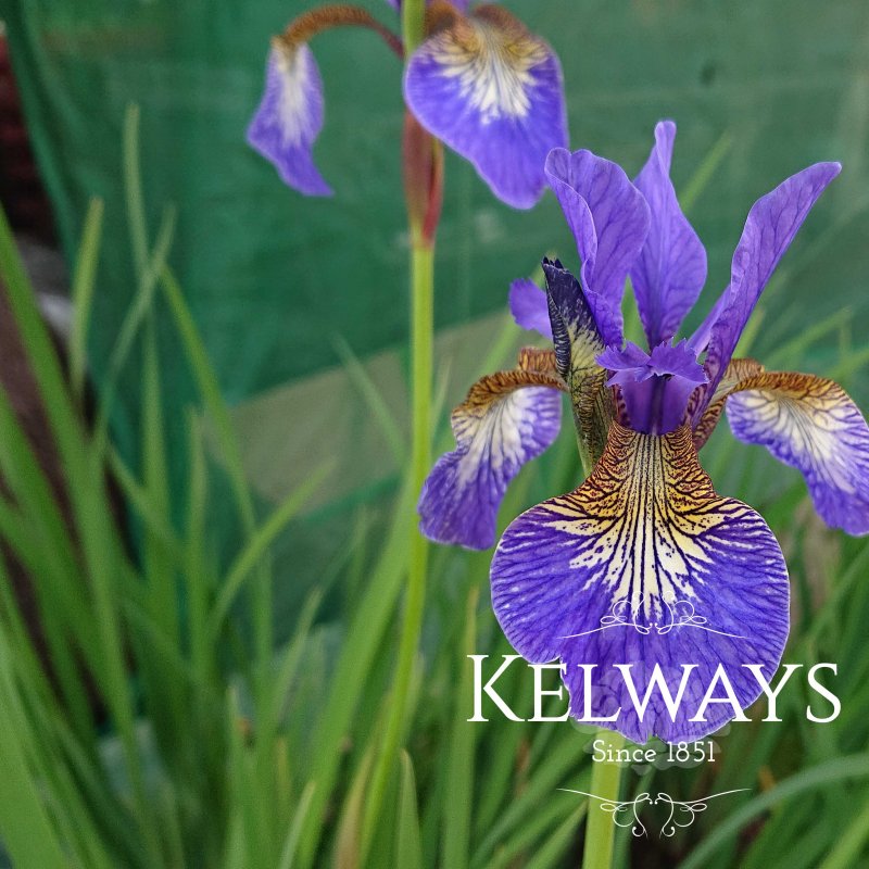 Iris 'Tropic Night' (Sib)