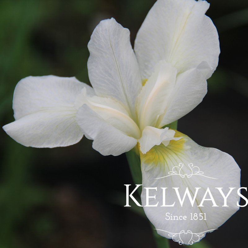 Iris 'White Swirl' (Sib)