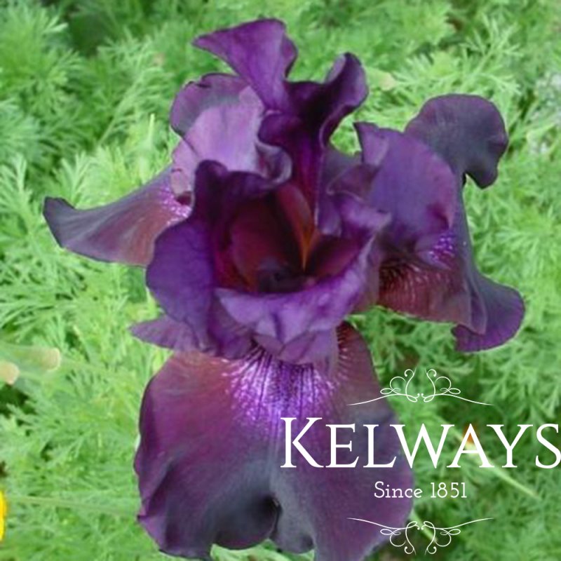 Iris 'Superstition' (TB)