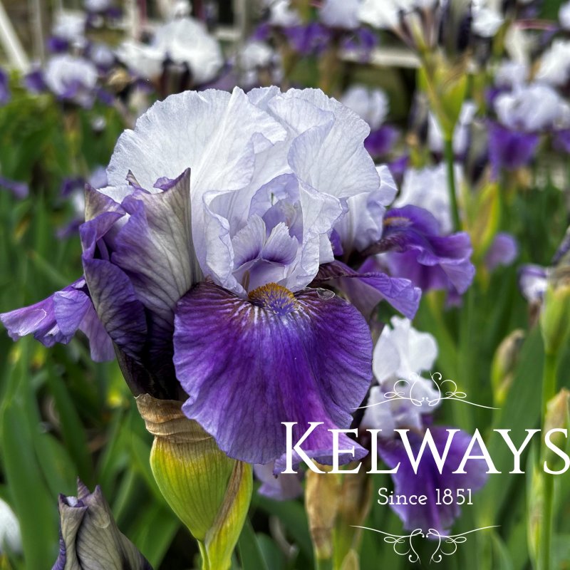 Iris 'Templecloud' (IB)