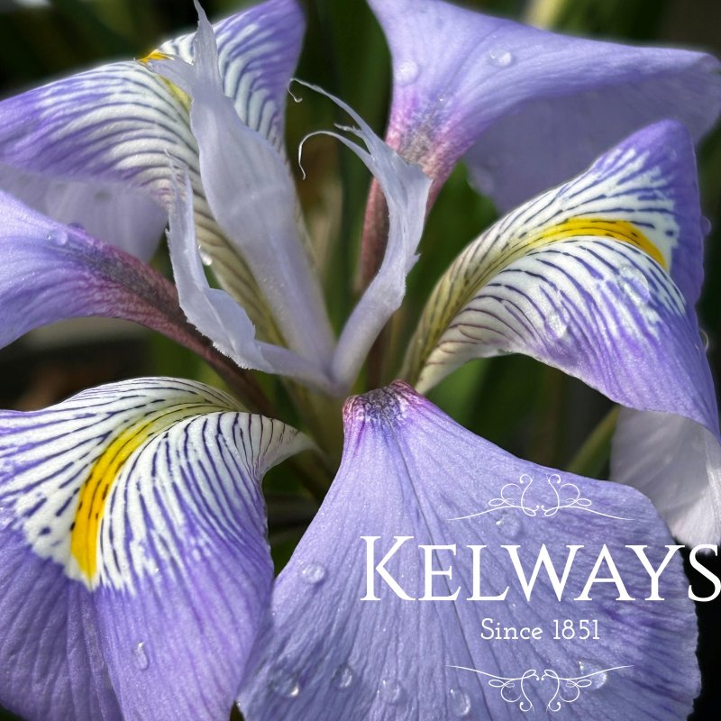 Iris unguicularis