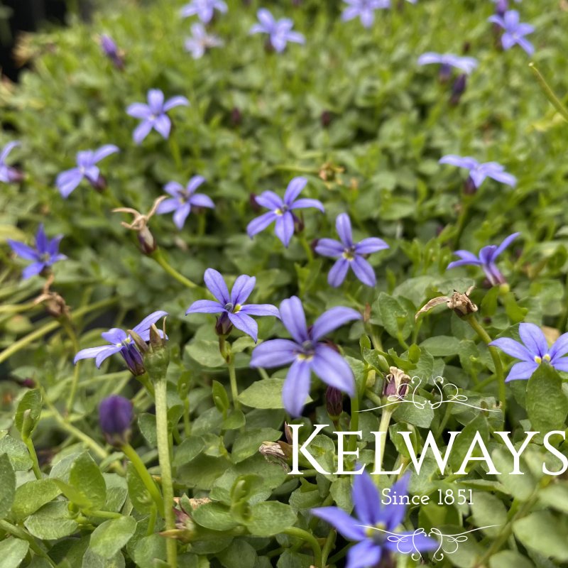 Lobelia pedunculata 'County Park'