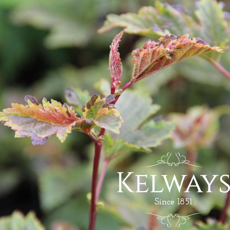 Itea virginica 'Henry's Garnet'