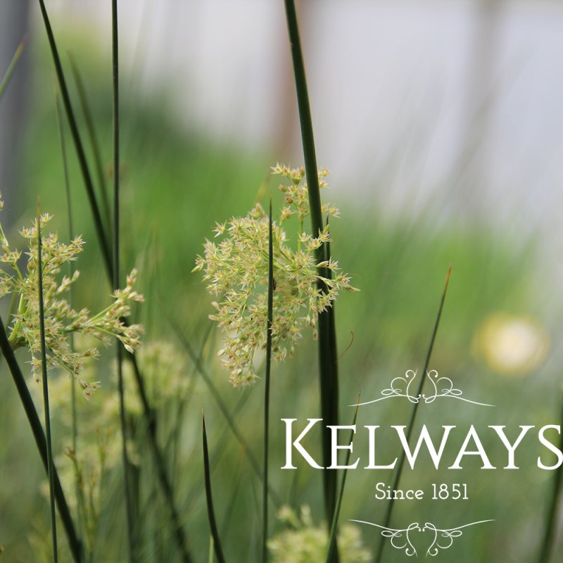 Juncus effusus
