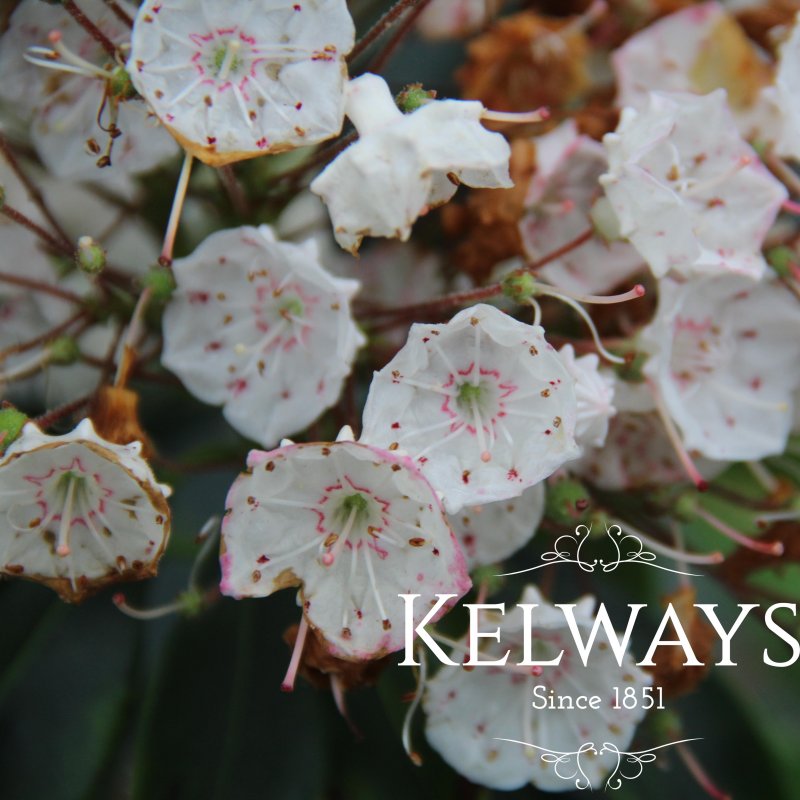 Kalmia latifolia (3 litre pot)