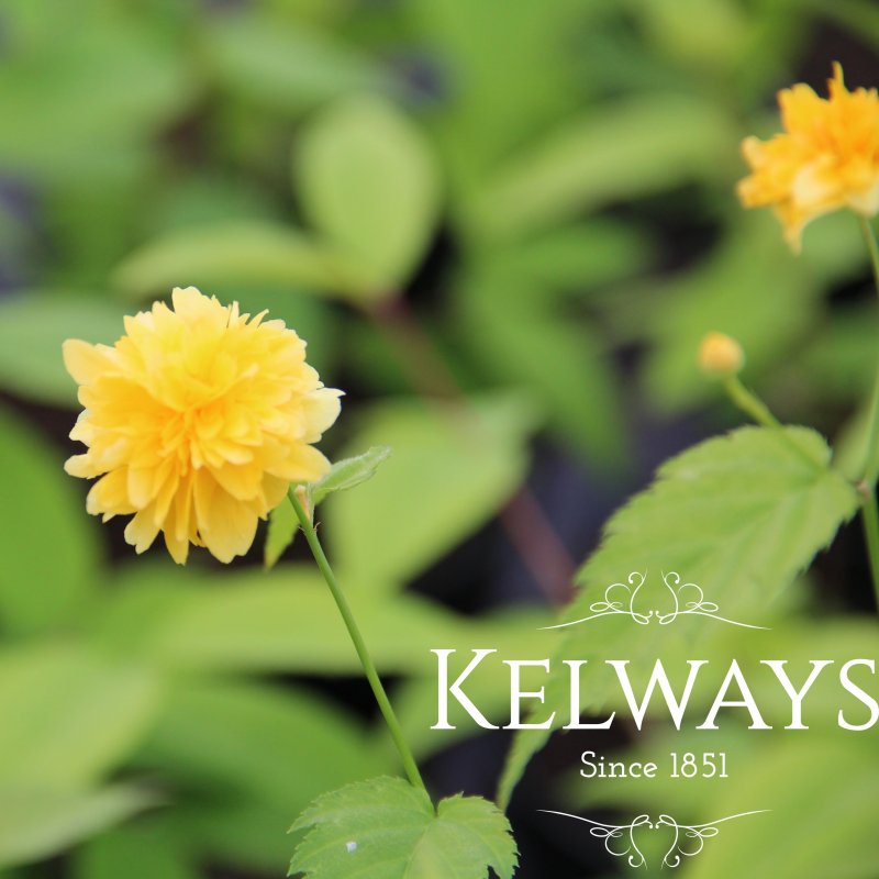 Kerria japonica 'Pleniflora' (d) (3 litre pot)