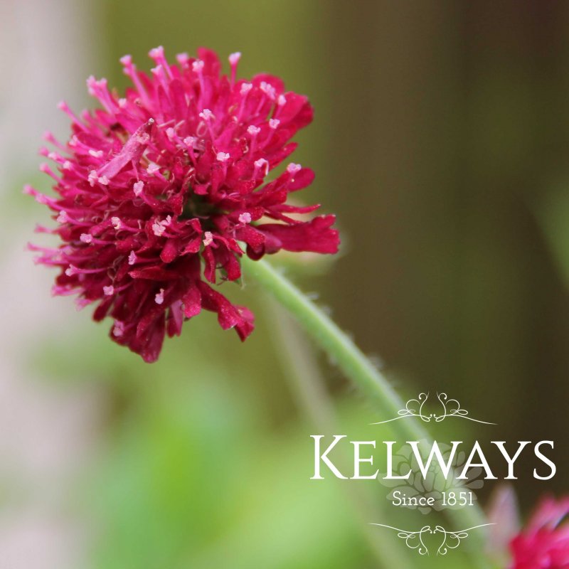 Knautia macedonica 'Red Knight'
