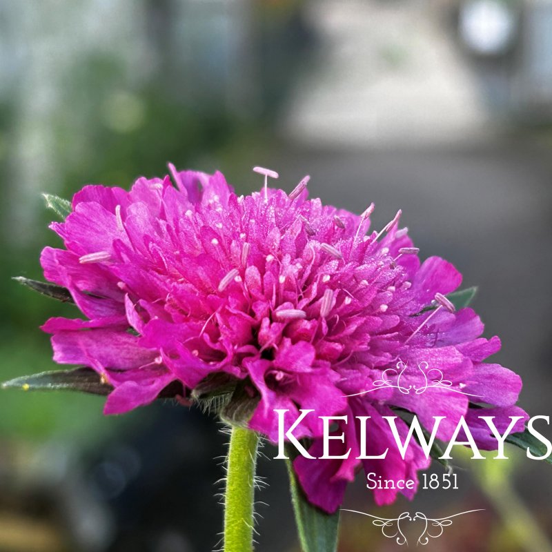 Knautia macedonica 'Melton Pastels'