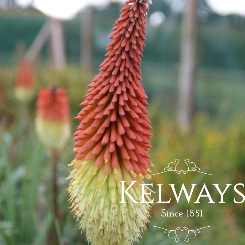Kniphofia caulescens